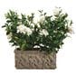 Allstate Floral 26" Gardenia Planter in Cream, , large
