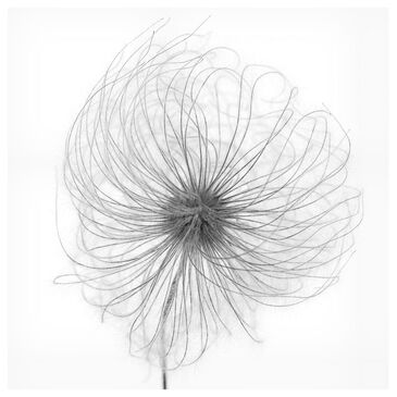 Timberlake Lotte Gronkjar "Fluffy Seed Head Whisp" 24" x 24" Canvas Art, , large