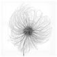 Timberlake Lotte Gronkjar "Fluffy Seed Head Whisp" 24" x 24" Canvas Art, , large