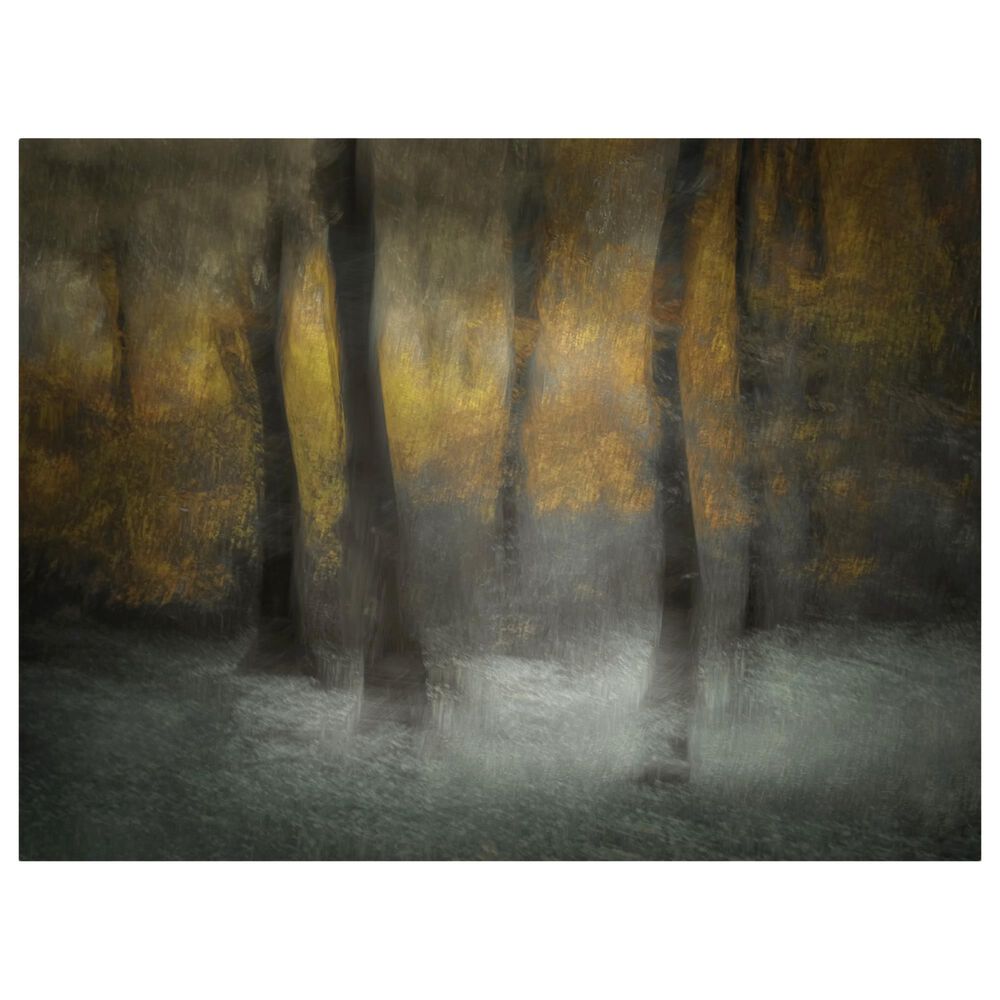 Timberlake Nel Talen 'Dancing Trees' 35" x 47" Canvas Art in Brown/Grey/Black, , large