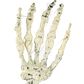 The Gerson Company 3-Piece Lighted Skull and Skeleton Hands in White, , large