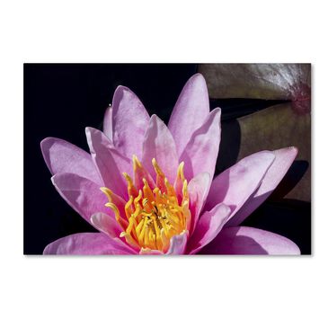 Timberlake 22" x 32" Kurt Shaffer Pink Water Lily Canvas Art, , large