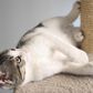 Timberlake Petmaker Cat Scratching Post with Perch, , large