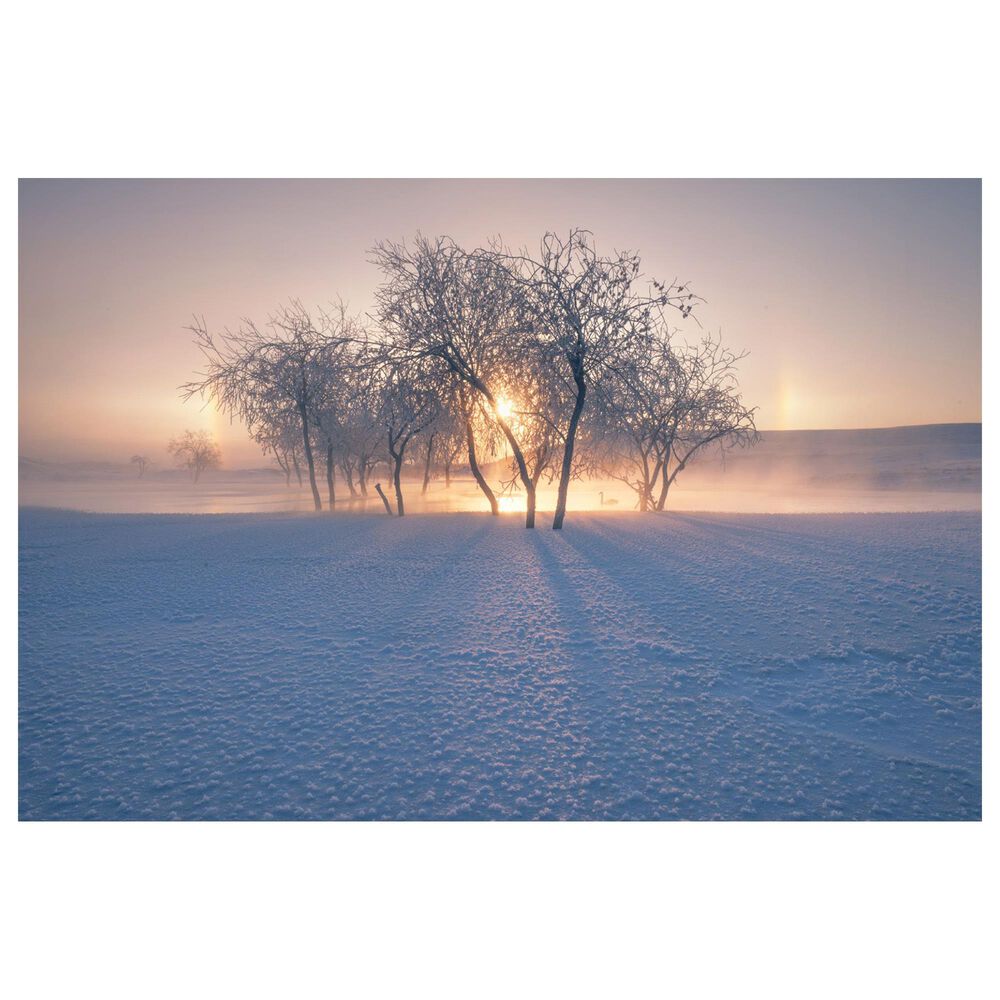 Timberlake Bingo Z 'Swan Lake' 30" x 47" Canvas Art, , large