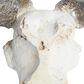 Maple and Jade 12" x 16" Farmhouse Cow Skull Wall Decor in White and Brown, , large