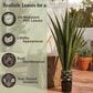 Timberlake 52" Artificial Giant Agave Floor Plant with Pot in Green, , large