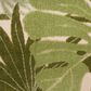 Nourison Aloha ALH40 10" x 14" Ivory and Green Indoor/Outdoor Area Rug, , large