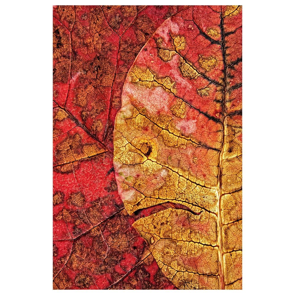 Timberlake Dying Leaf 24" x 16" Canvas Art in Red/Tan/Wine, , large