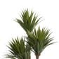 Maple and Jade Indoor/Outdoor Artificial Date Palm with White Fiberglass Pot in Green and Brown, , large
