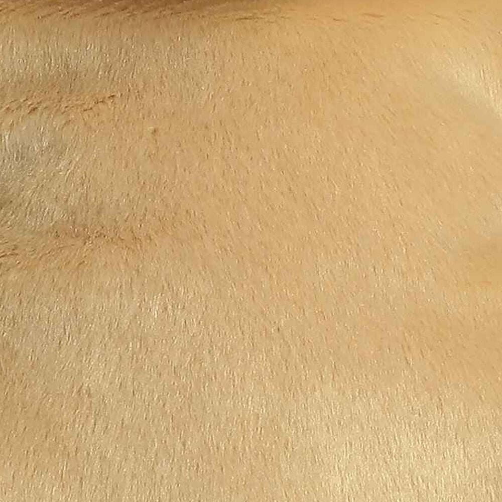 Aurora 13&quot; Sunny Lab Stuffed Animal in Golden, , large