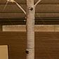 HOMLUX 48" Birch Tree with 200 LED Lights in White, , large