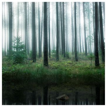 Timberlake Christian Lindsten "Lake In Forest" 24" x 24" Canvas Art, , large