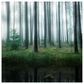 Timberlake Christian Lindsten "Lake In Forest" 24" x 24" Canvas Art, , large