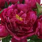 Uttermost Prima Peony Bouquet in Fuchsia, , large