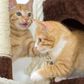 Timberlake Petmaker 3 Tier Cat Tree Condo, , large