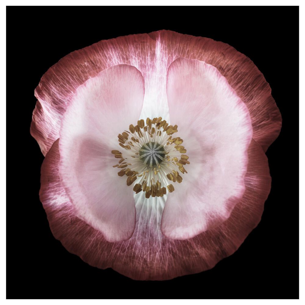 Timberlake Lotte Gronkjar "One of many poppies" 18" x 18" Canvas Art, , large