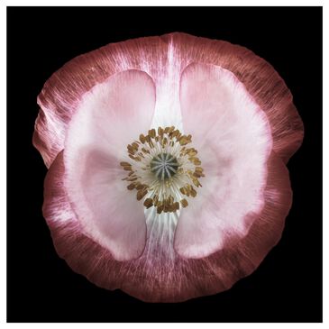 Timberlake Lotte Gronkjar "One of many poppies" 18" x 18" Canvas Art, , large