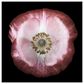 Timberlake Lotte Gronkjar "One of many poppies" 18" x 18" Canvas Art, , large
