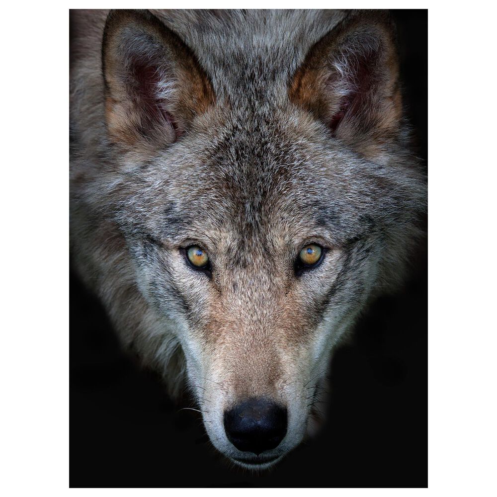 Timberlake Jim Cumming 'All The Better To See You - Timber Wolf' 47" x 35" Canvas Art in Black/Grey/Brown, , large