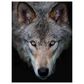 Timberlake Jim Cumming "All The Better To See You - Timber Wolf" 47" x 35" Canvas Art in Black/Grey/Brown, , large