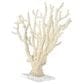 Maple and Jade 21.10" Coral Decorative Sculpture in Cream and Clear, , large