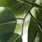 Maple and Jade Indoor/Outdoor Tall Artificial Ficus with Black Plastic Pot in Green and Brown, , large