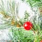 The Gerson Company 4" Potted Pre-Lit Artificial Needle Glacier Pine with White LED Lights in Green, , large