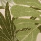 Nourison Aloha ALH40 6" x 9" Ivory and Green Indoor/Outdoor Area Rug, , large