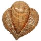 Jamie Young Direct Ship Elmont 1-Light Wood Beaded Wall Sconce in Natural, , large