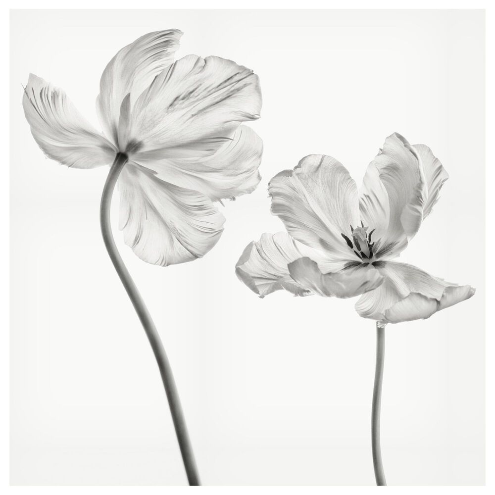 Timberlake Lotte Gronkjar "Same Tulip : Front- And Back View" 24" x 24" Canvas Art, , large