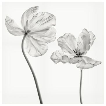 Timberlake Lotte Gronkjar "Same Tulip : Front- And Back View" 24" x 24" Canvas Art, , large