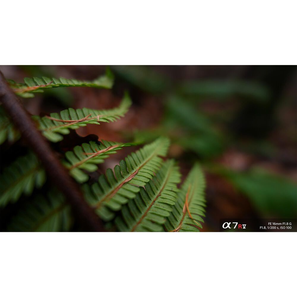 Sony FE 16mm f/1.8 G Lens, , large