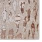 Jaipur Malilla By Nikki Chu Kimball 2"2" x 8" Bison Runner, , large