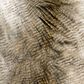 D.V.Kap Inc Alaskan Hawk 20" x 20" Throw Pillow in Brown and Cream, , large