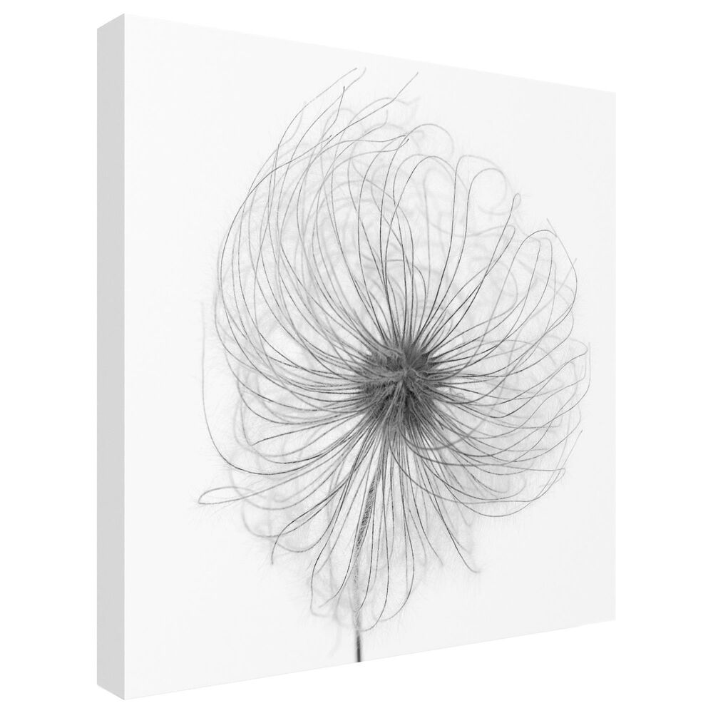 Timberlake Lotte Gronkjar 'Fluffy Seed Head Whisp' 35" x 35" Canvas Art, , large