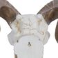 Maple and Jade 12" x 14" Farmhouse Sheep Skull Wall Decor in White and Bronze, , large