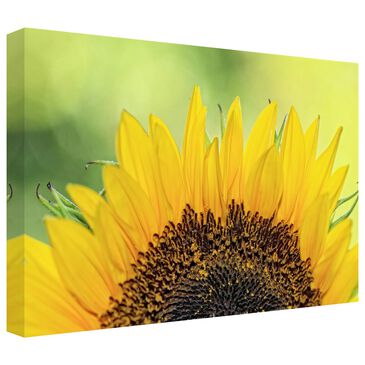 Timberlake Beata Czyzowska "Sunflower 2" 16" x 24" Canvas Art in Tan/Yellow/Green/Brown, , large