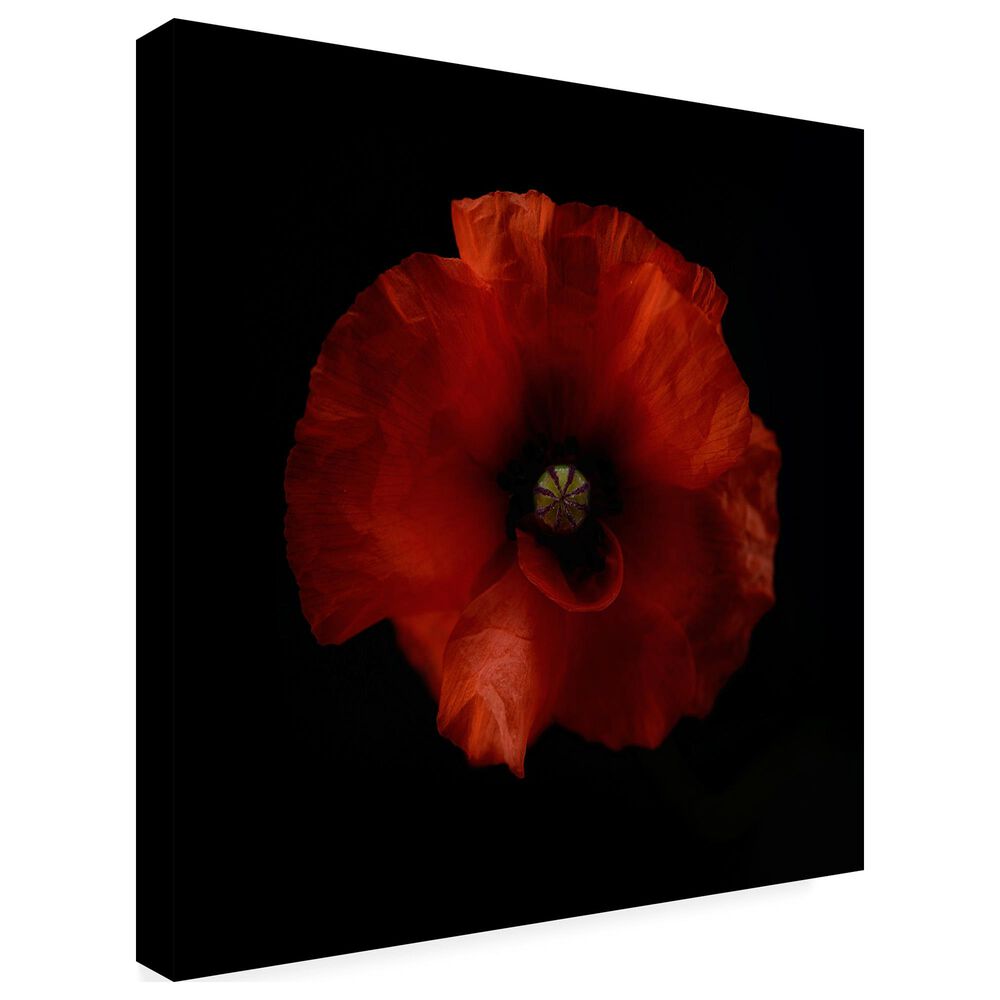 Timberlake Lotte Gronkjar 'One Fresh Poppy' 35" x 35" Canvas Art, , large