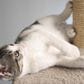 Timberlake Petmaker Cat Scratching Post with Perch, , large