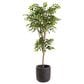 Allstate Floral 6"6" Silk Sakaki Tree with Clay Planter in Green, , large