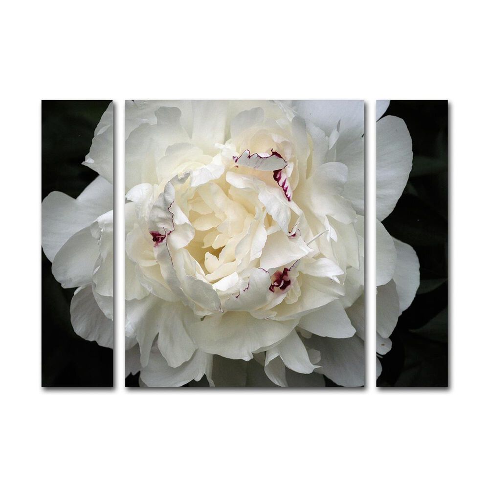 Timberlake "Perfect Peony" Large Multi Panel Art Set, , large