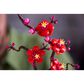 LEGO Botanical Collection Plum Blossom, , large