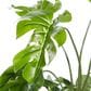 Maple and Jade 48" Indoor/Outdoor Artificial Monstera with Black Plastic Pot in Green, , large