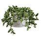 Allstate Floral 9" Dischidia Planter in Green, , large