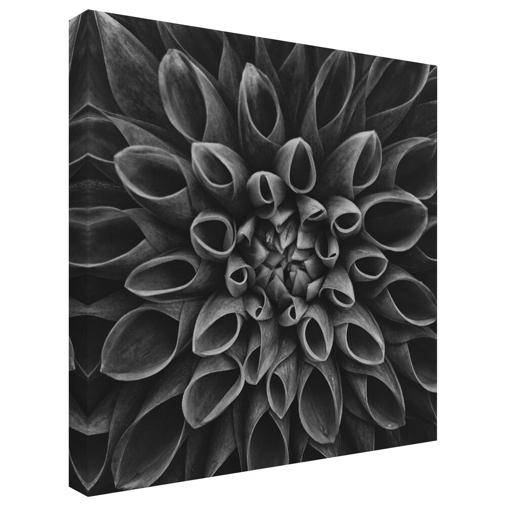 Timberlake Lotte Gronkjar 'Dahlia Low Key' 35" x 35" Canvas Art, , large