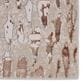 Jaipur Malilla By Nikki Chu Kimball 6"7" x 9"6" Bison Area Rug, , large