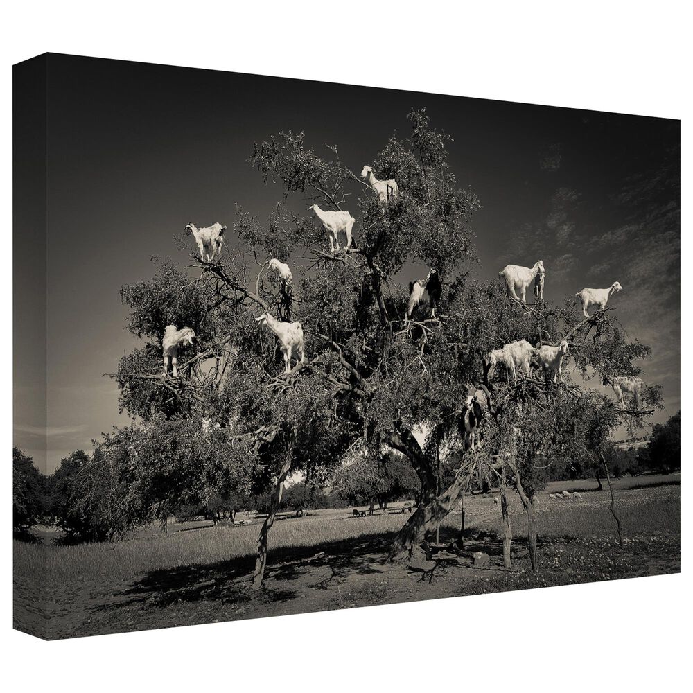 Timberlake Argan Loving Goats 16" x 24" Canvas Art in Grey/Black, , large