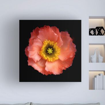 Timberlake Lotte Gronkjar "Morning Poppy" 14" x 14" Canvas Art, , large
