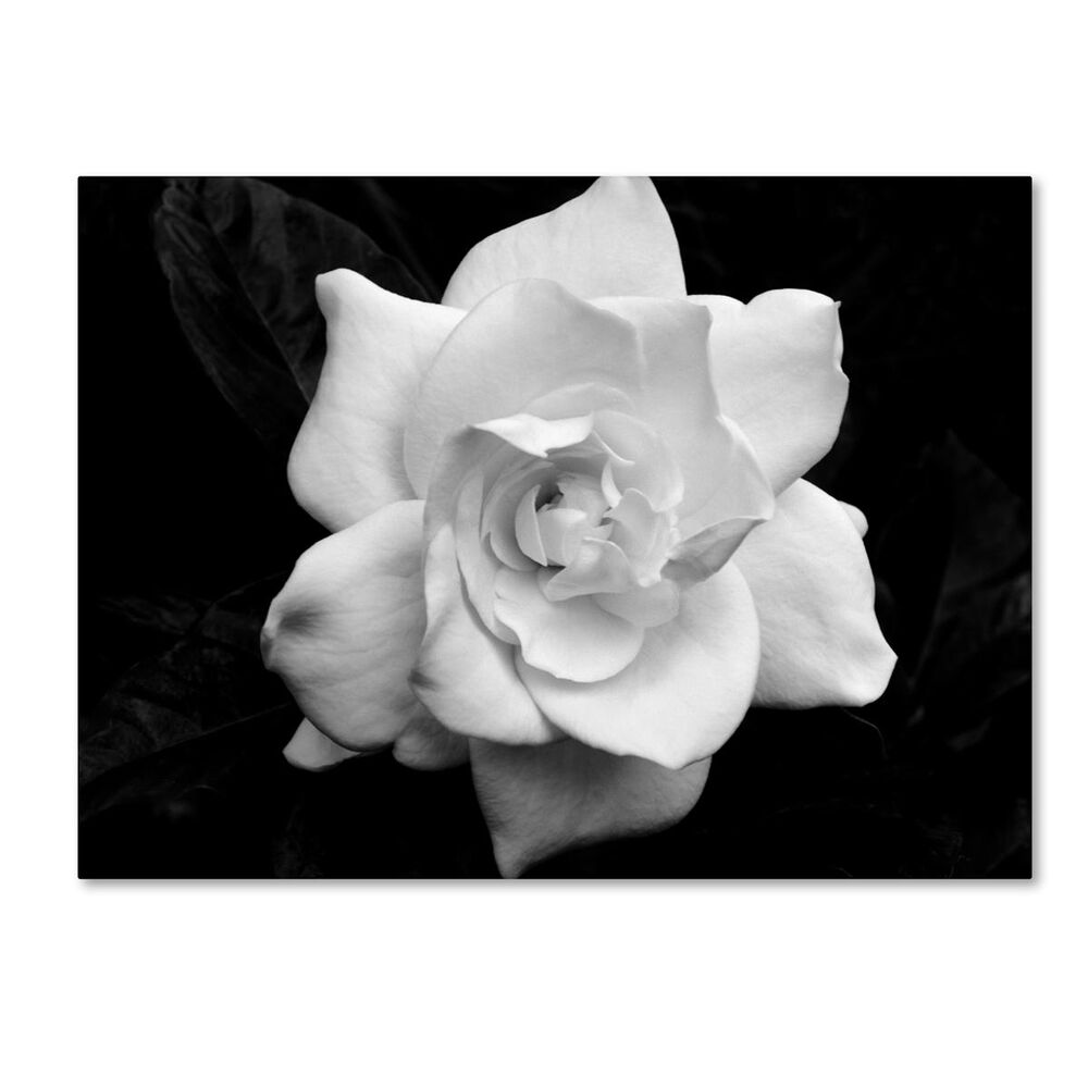 Timberlake 18" x 24" Gardenia in Black and White Canvas Art, , large