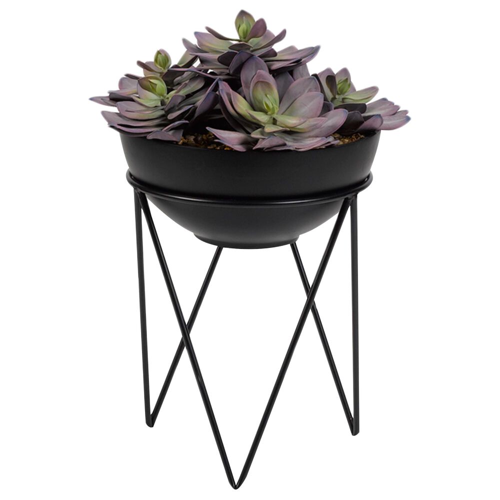37B Frosted Pink Echeveria with Black Bowl in Green and Purple, , large